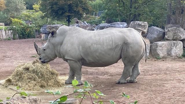 Zoos mit Zukunft - Mehr Wildnis wagen