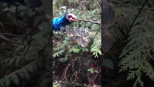 Swamp Eggs are Crazy