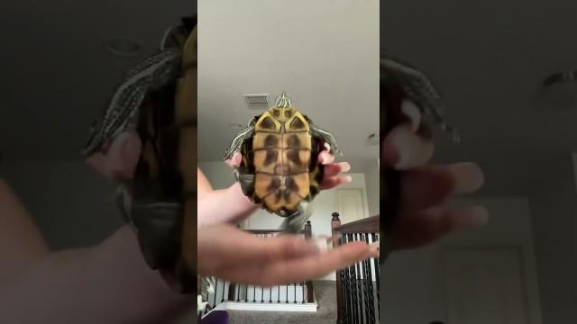He Knows How to Dance