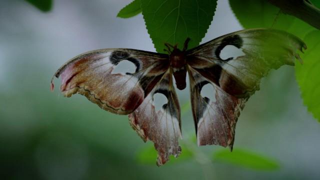 Les gardiens du territoire à la rescousse de la biodiversité