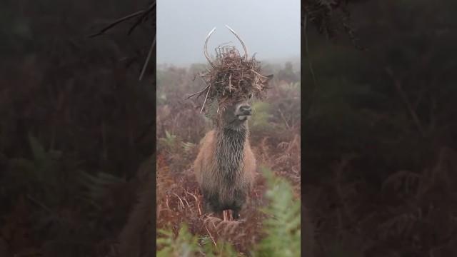 Camouflage for Deer