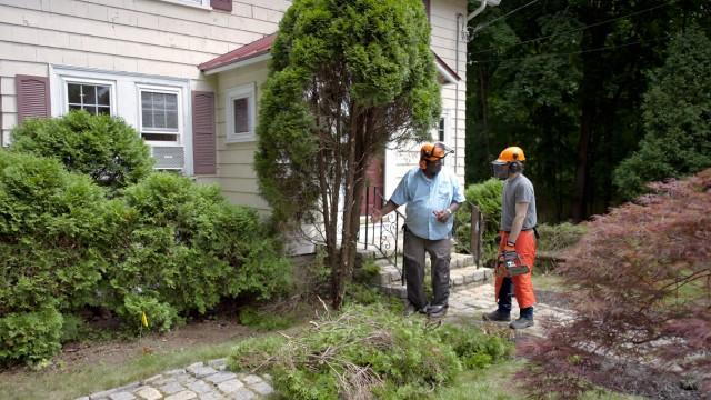 Trash Insert, Arborvitae Removal