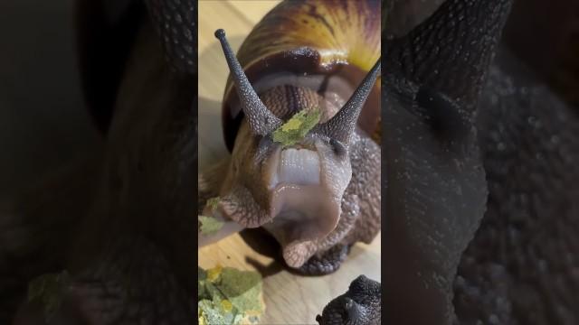 A Snail with Teeth