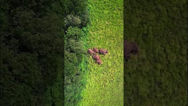 Elephants Always Sleep Together