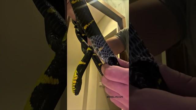 Unboxing a Snake