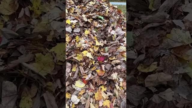 Leaf Piles are Dangerous