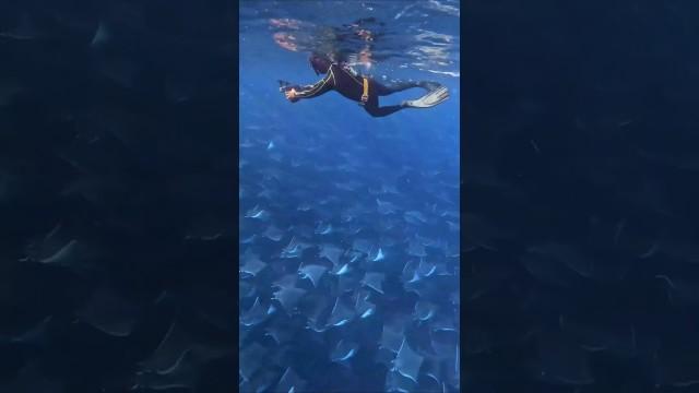 Giant Mobula Ray Migration