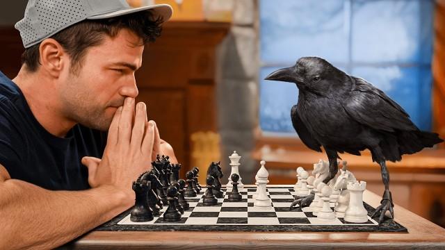 Can A Crow Solve 9 Impossible Puzzles?