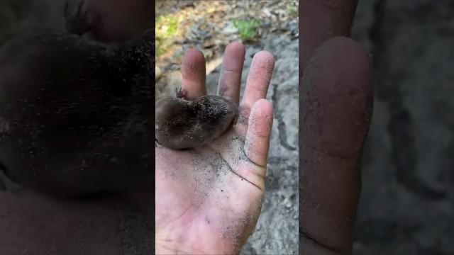 Digging is All He Knows