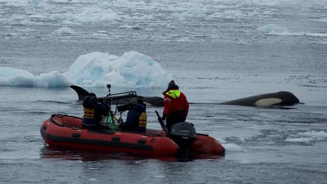 Expedition Killer Whale