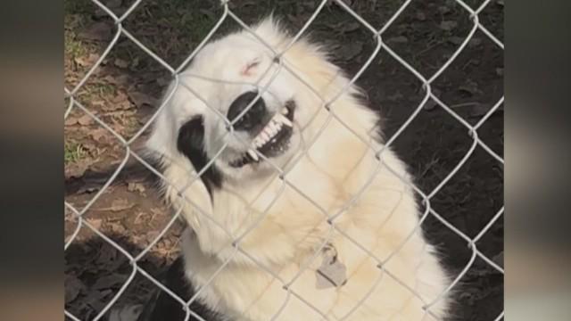 Best Defense Is a Good Fence