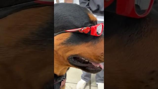 The Coolest Dog