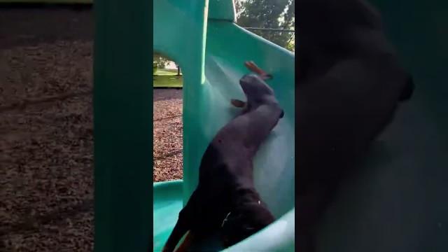 He Meant to Do This