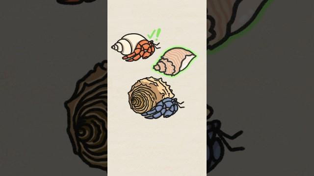 Size matters for Hermit Crabs!