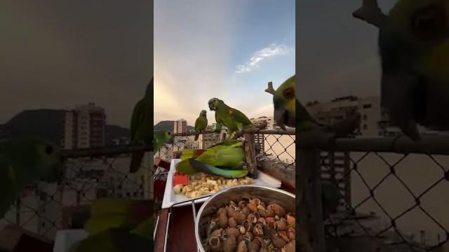 He Meant to Do This