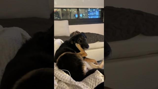 The Doggo Phone