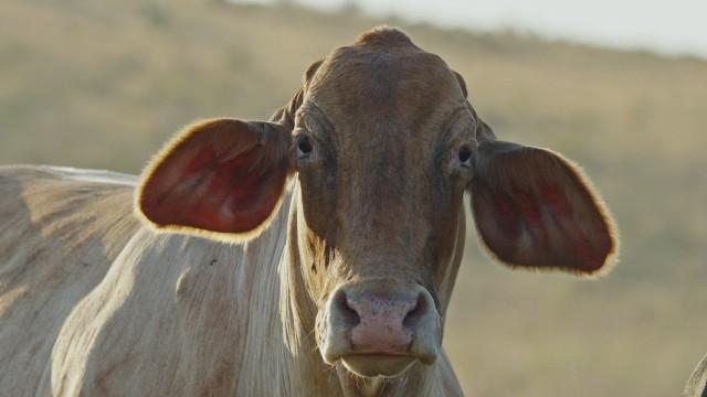 Unexplained Cattle Mutilations