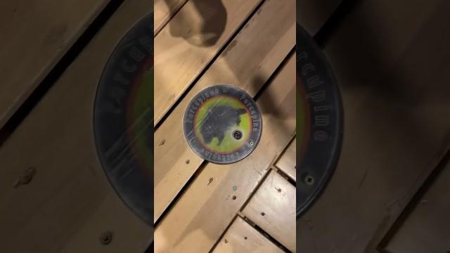 Porcupines Shouldn’t Sound Like This