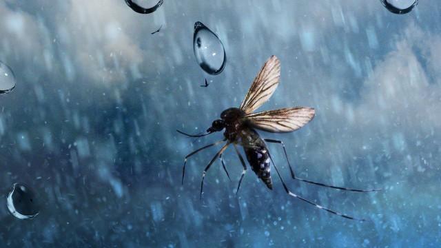 The Weird Science That Lets Insects Fly in the Rain