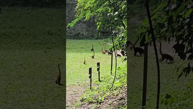 Little Mini Dinosaurs