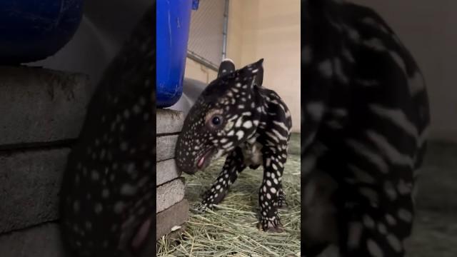 Baby Tapirs are Amazing