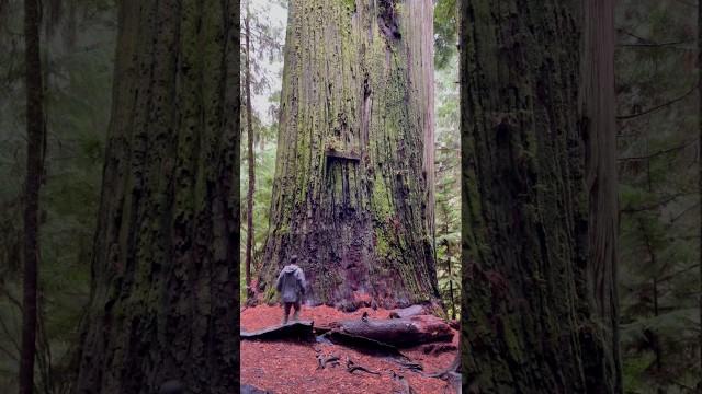 The Biggest Tree