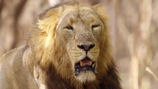 More Wild India