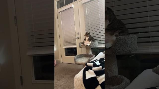 Bro Loves Watching TV