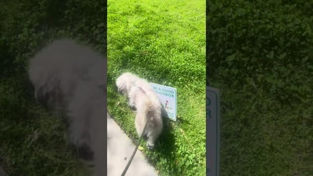 Put This Dog in Jail