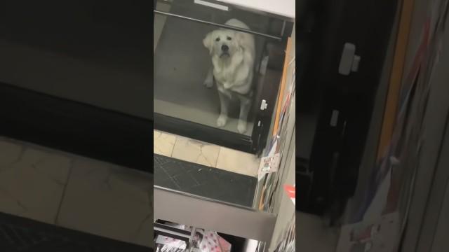Dog Sees Itself for First Time