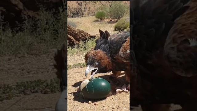 Birds are Getting Smarter