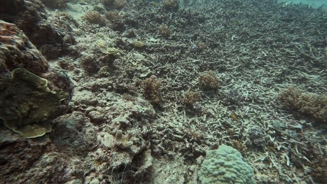 Reef Rescue