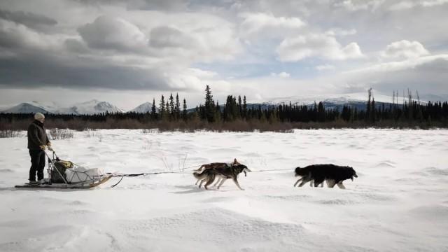 Le fleuve Yukon (Canada/Etats-Unis)