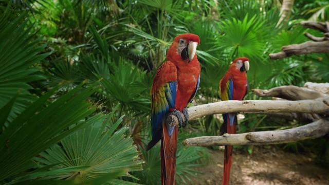 La fabuleuse histoire des oiseaux