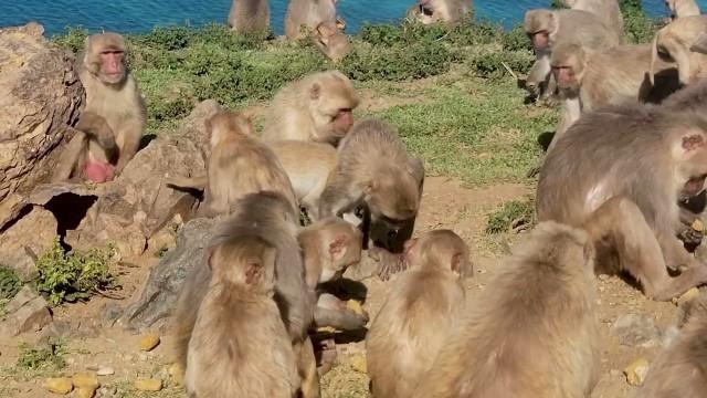 Meet The Macaques of Monkey Island