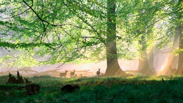 Das grüne Wunder - Unser Wald