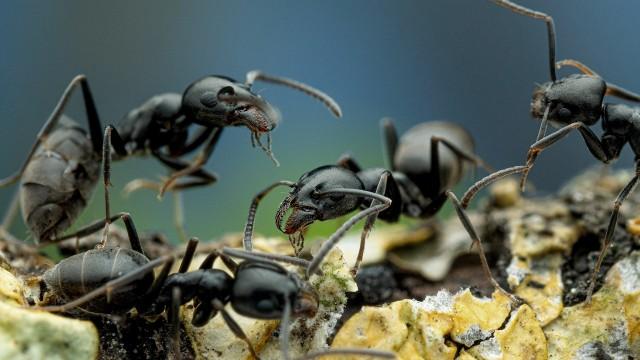 The end of insects? - Maria Furtwängler on the trail