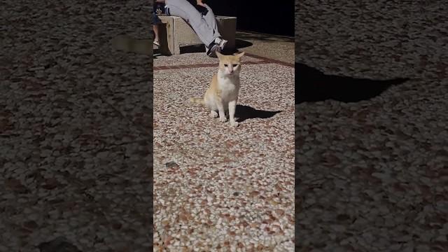 The Saddest Cat