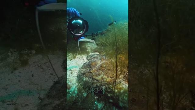 A Tricky Fish