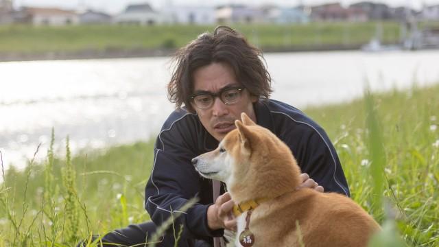 崖っぷちに柴犬あり!?