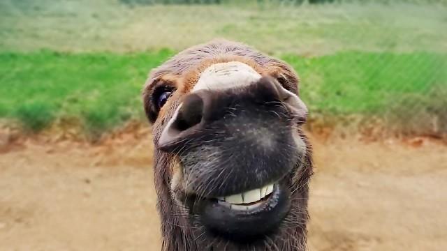 Funniest Animal Videos Ever (Part 2)