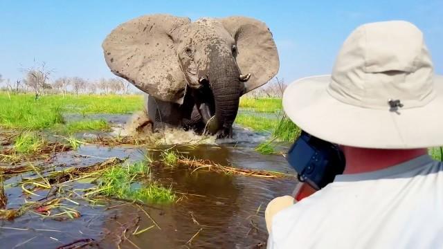 Dumb Tourists Get Way Too Close