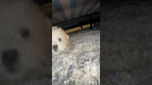 The Monster Under Your Bed