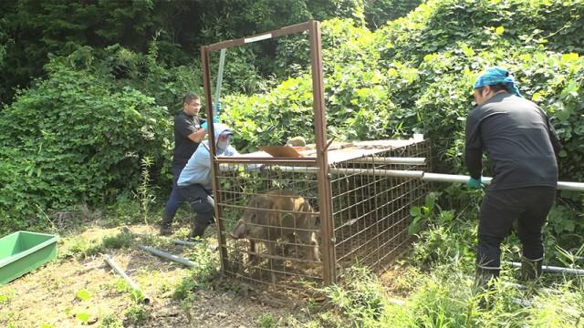 緊迫！獣害と闘う