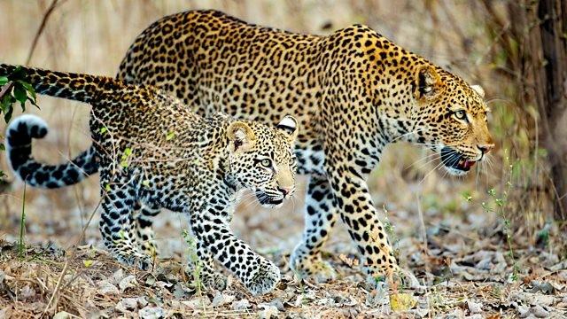 Four Crowns, One Kingdom