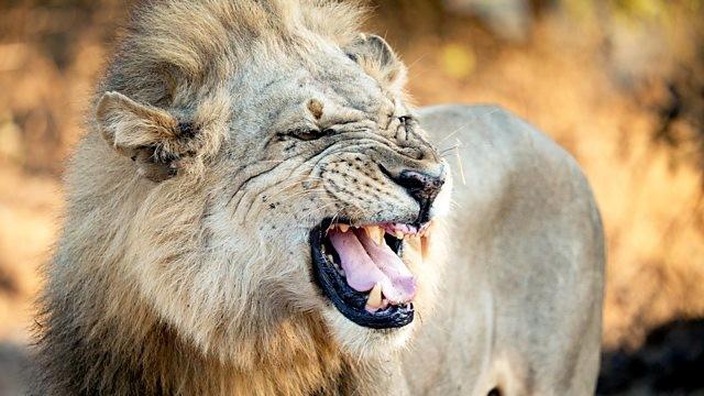 Flint and the Crocodile