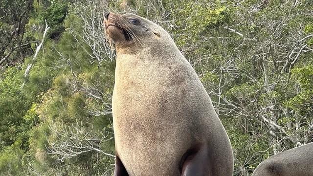 Seal Survey