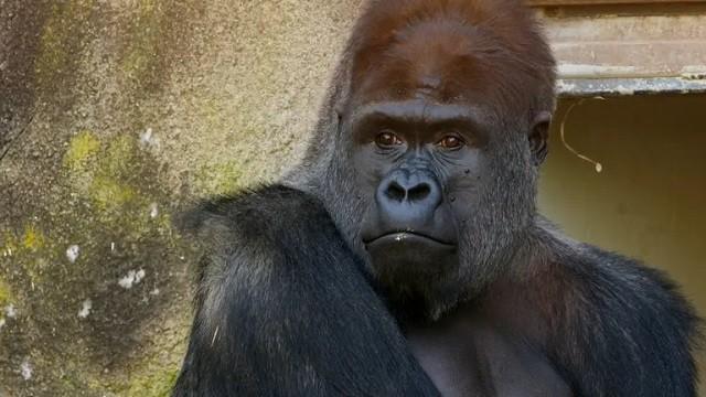 Gorilla Warfare