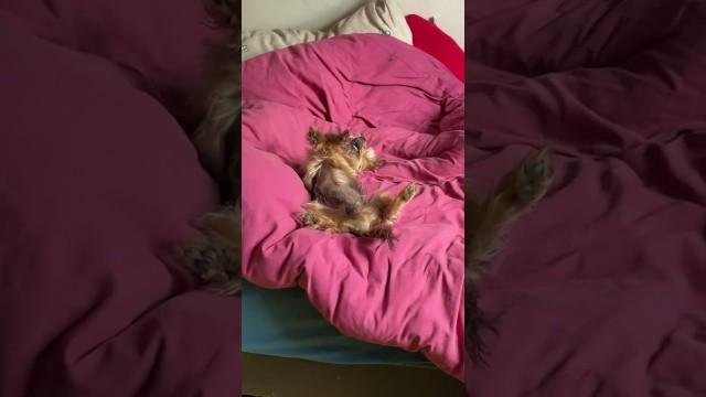 Dog Does Gangnam Style