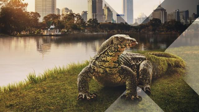 Asien (6) - Wilde Nachbarn